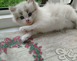 Кошки в Москве: Котята Девочка, Бесплатно - фото 2