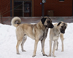 Собаки в Москве: Турецкий кангал (kangal shepher dog) вязка Мальчик, Бесплатно - фото 3