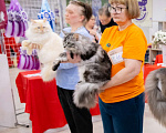 Кошки в других городах Московской области: Шикарный титульный кот  приглашает девочек на свидание. Мальчик, 25 000 руб. - фото 3