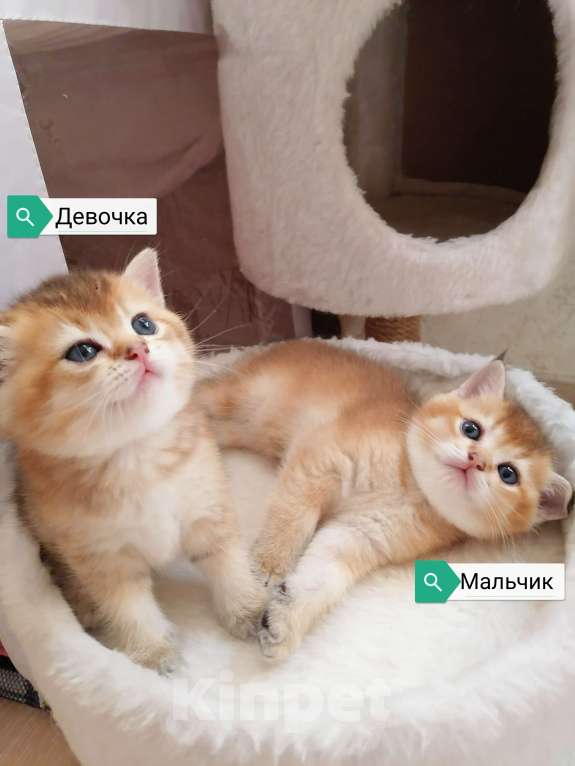 Кошки в Воронеже: Котята британской золотой шиншиллы  Мальчик, 15 000 руб. - фото 1