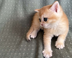Кошки в Москве: Шотландская кошечка . Котята  Девочка, 40 000 руб. - фото 3