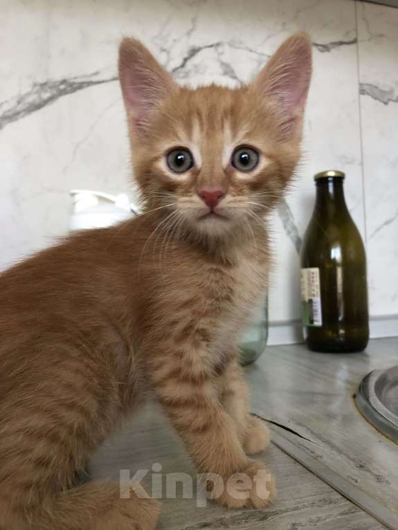Кошки в Саранске: Милая добрая малышка в добрые руки ❤️ Девочка, Бесплатно - фото 1