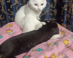 Кошки в Костроме: Потерялась кошка!!!  Девочка, 1 руб. - фото 2