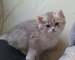 Кошки в Серпухове: Британские котята Мальчик, 35 000 руб. - фото 2