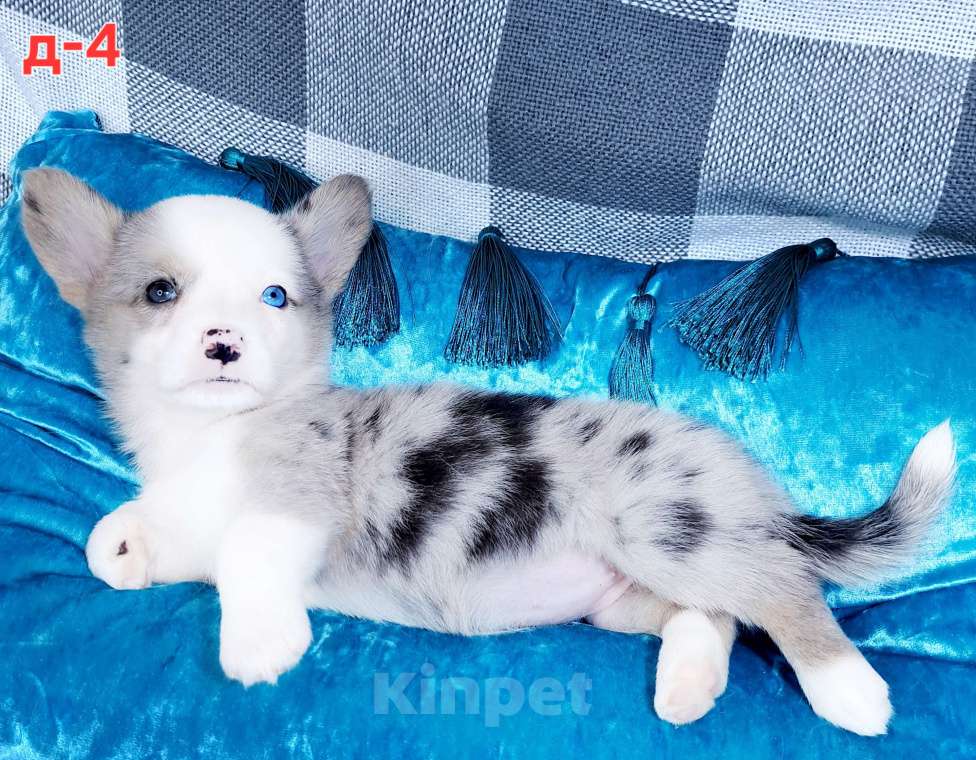 Собаки в Москве: Щенок вельш корги кардиган девочка Девочка, 65 000 руб. - фото 1